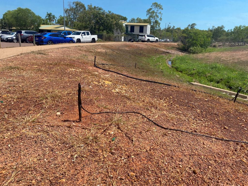 Culvert planting site