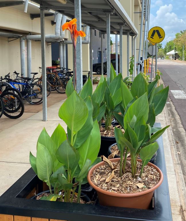 Planter boxes near bike shed