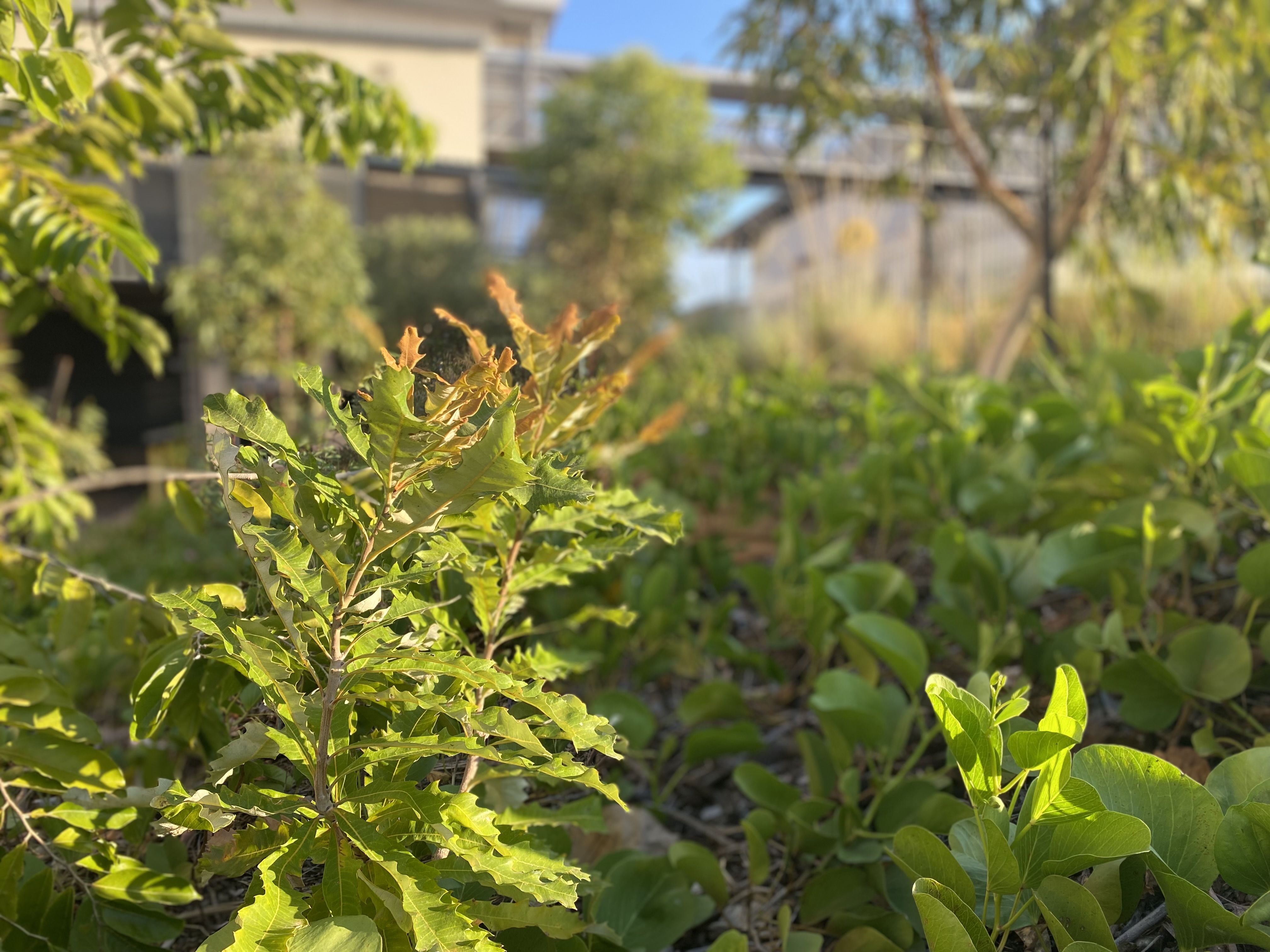 A variety of local native species of shade trees, shrubs and groundcovers cools the site